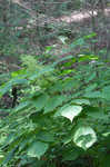 American spikenard